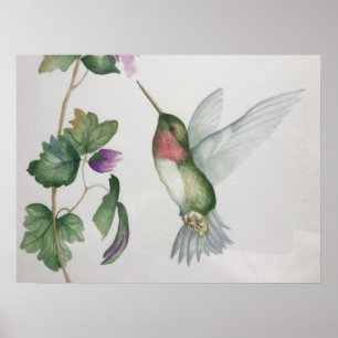 Ruby-throated Hummingbird Garden Poster