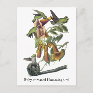Ruby-throated Hummingbird, John Audubon Postkarte
