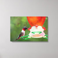 Ruby Throated Hummingbird