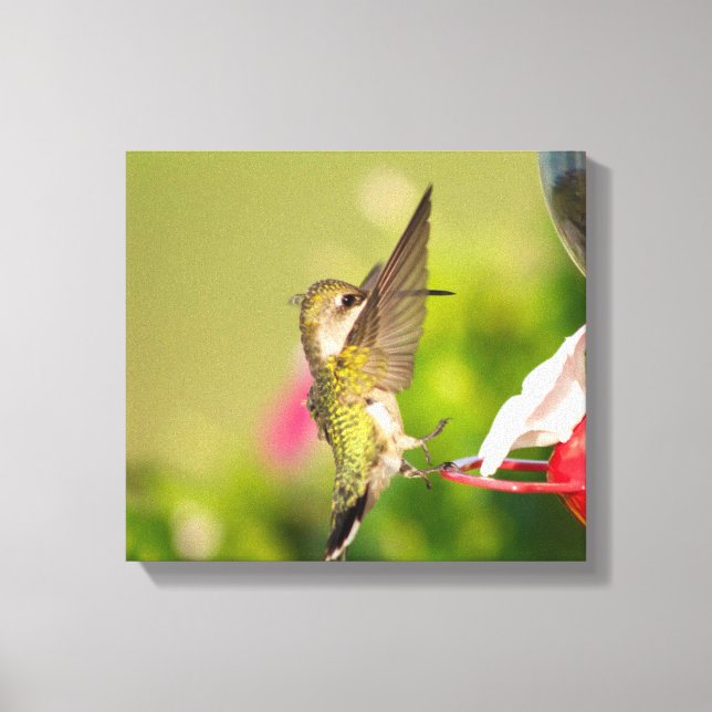 Ruby-Throated Hummingbird Leinwanddruck (Vorderseite)