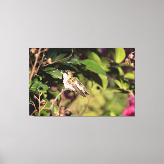 Ruby-Throated Hummingbird Leinwanddruck (Vorderseite)