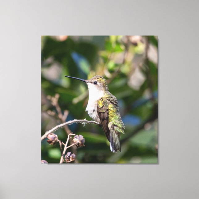 Ruby-Throated Hummingbird Leinwanddruck (Vorderseite)
