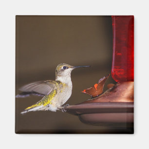 Ruby-throated Hummingbird Magnet