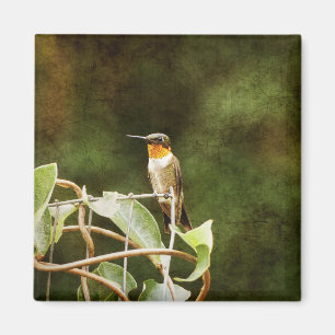 Ruby Throated Hummingbird Magnet