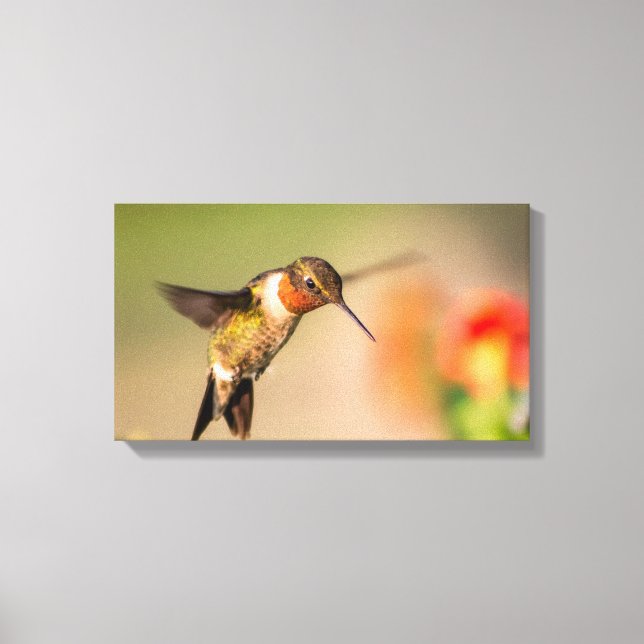 Ruby-Throated Hummingbird "Male" Leinwanddruck (Vorderseite)