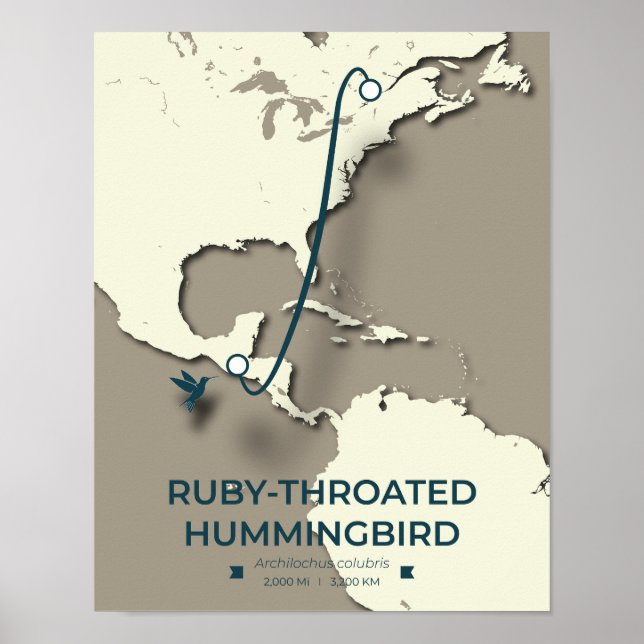 Ruby-throated Hummingbird Migration Map Poster (Vorne)