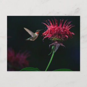 Ruby-throated Hummingbird on Bee Balm Postkarte