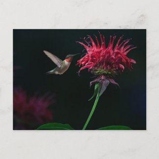Ruby-throated Hummingbird on Bee Balm Postkarte