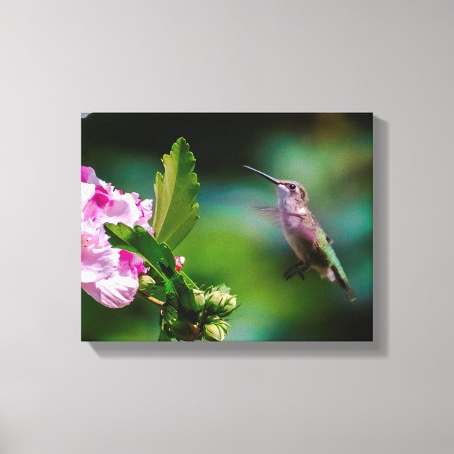 Ruby-throated Hummingbird - Original Foto Leinwanddruck (Vorderseite)