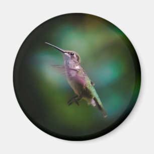 Ruby-throated Hummingbird - Original Foto Magnet