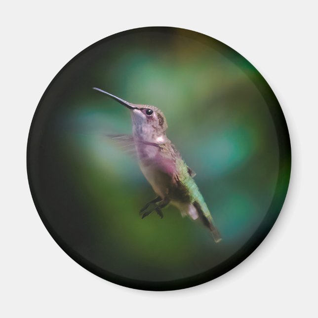 Ruby-throated Hummingbird - Original Foto Magnet (Vorne)