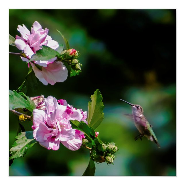 Ruby-throated Hummingbird - Original Foto Poster (Vorderseite)