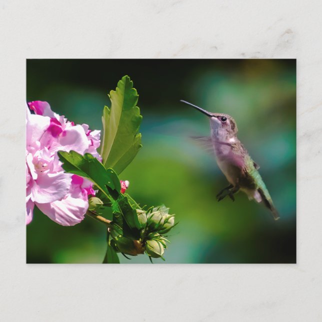 Ruby-throated Hummingbird - Original Foto Postkarte (Vorderseite)