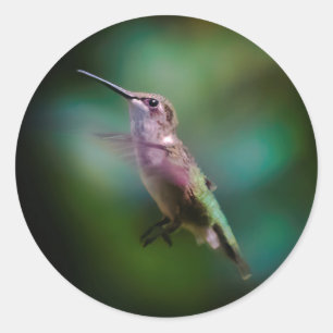 Ruby-throated Hummingbird - Original Foto Runder Aufkleber