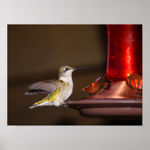 Ruby-throated Hummingbird Poster