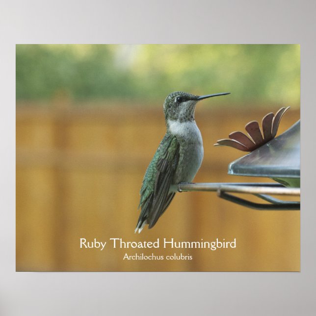 Ruby Throated Hummingbird Poster (Vorne)