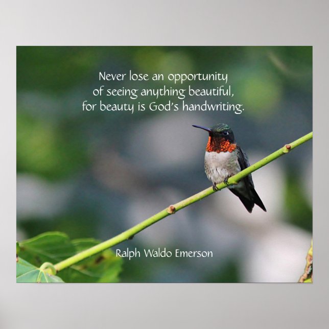 Ruby-throated Hummingbird Poster (Vorne)