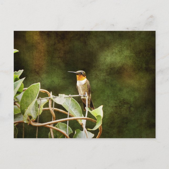 Ruby Throated Hummingbird Postkarte (Vorderseite)