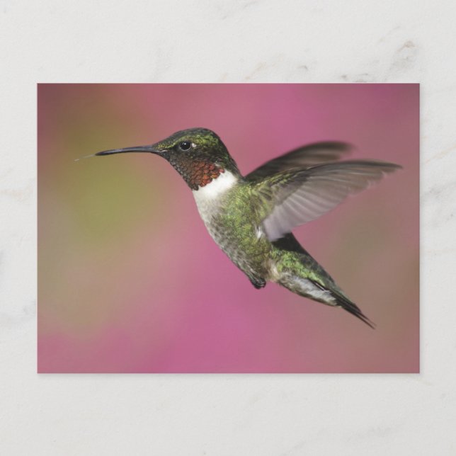 Ruby Throated Hummingbird Postkarte (Vorderseite)