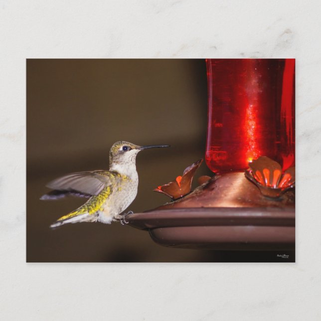 Ruby-throated Hummingbird Postkarte (Vorderseite)
