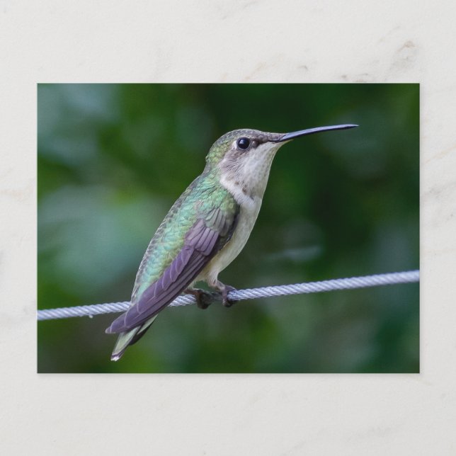 Ruby-throated Hummingbird Postkarte (Vorderseite)