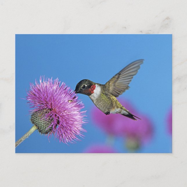 Ruby-throated Hummingbird Postkarte (Vorderseite)