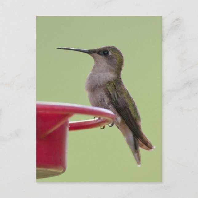 Ruby-Throated Hummingbird Postkarte (Vorderseite)