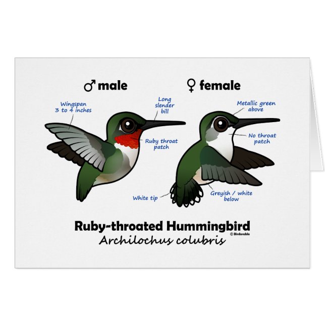 Ruby-throated Hummingbird Statistics (Vorderseite (Horizontal))