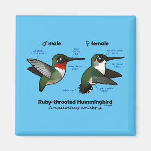 Ruby-throated Hummingbird Statistics Magnet