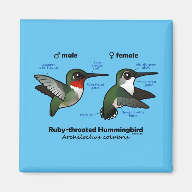Ruby-throated Hummingbird Statistics Magnet (Vorne)