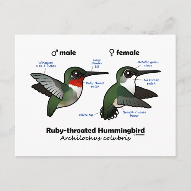 Ruby-throated Hummingbird Statistics Postkarte (Vorderseite)