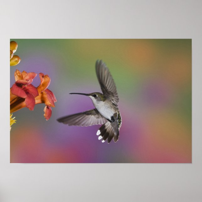Ruby Throated Hummingbird, weiblich, im Flugzeug,  Poster (Vorne)