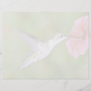 Ruby-throated Hummingbird (weiblich) with petunia