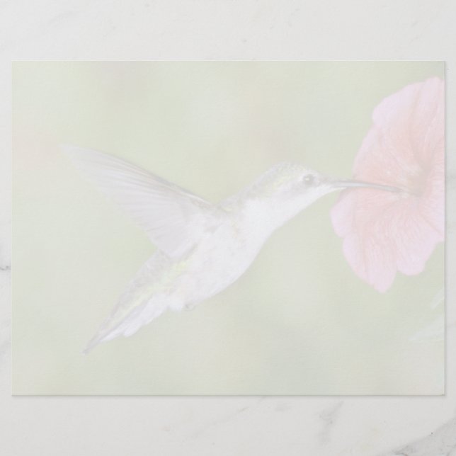 Ruby-throated Hummingbird (weiblich) with petunia  (Vorderseite)