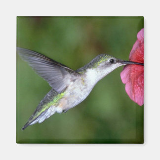 Ruby-throated Hummingbird (weiblich) with petunia Magnet