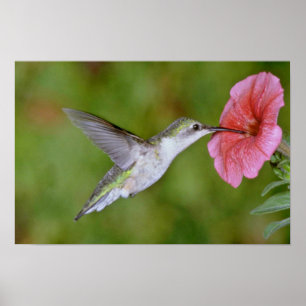Ruby-throated Hummingbird (weiblich) with petunia  Poster