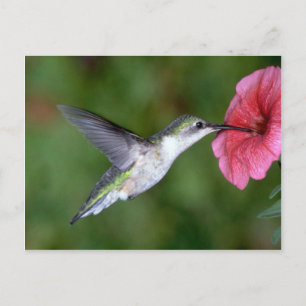 Ruby-throated Hummingbird (weiblich) with petunia Postkarte