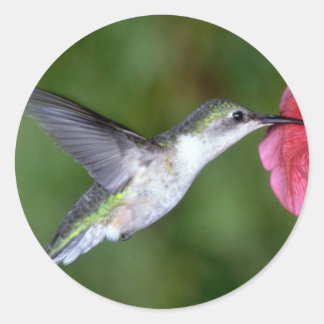 Ruby-throated Hummingbird (weiblich) with petunia Runder Aufkleber