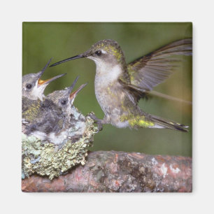 Ruby-throated Hummingbird (weiblich) with young Magnet