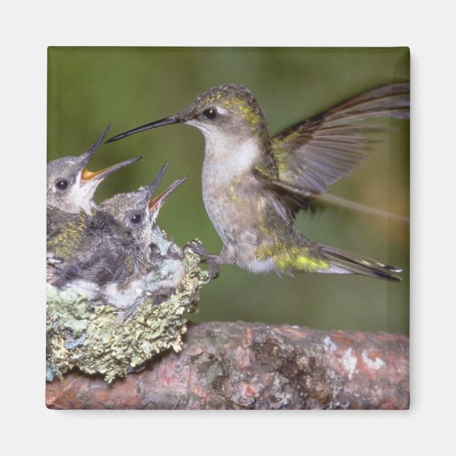 Ruby-throated Hummingbird (weiblich) with young Magnet (Vorne)