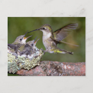 Ruby-throated Hummingbird (weiblich) with young Postkarte