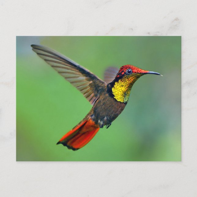 Ruby Topaz Hummingbird (Chrysolampis-Moskitus) Postkarte (Vorderseite)