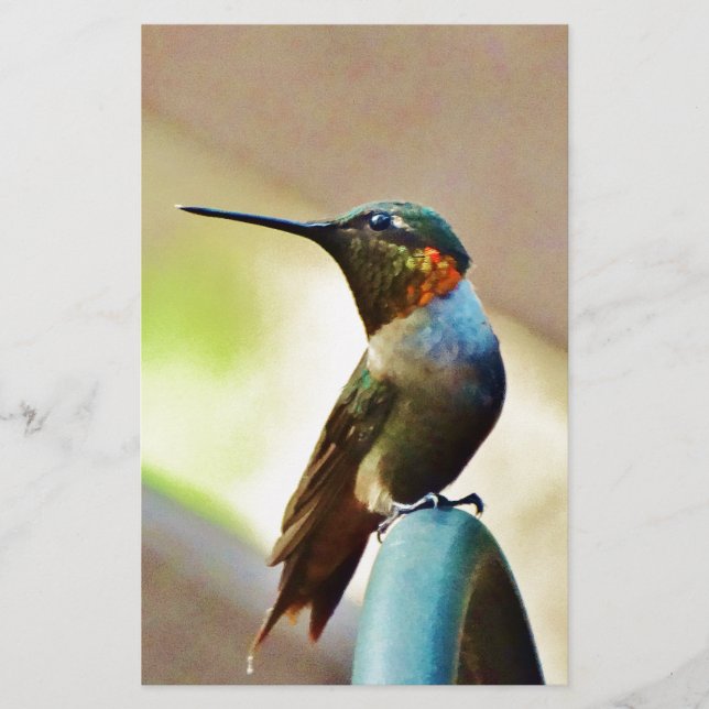 Ruby und Grüner kleiner Hummingbird (Vorderseite)