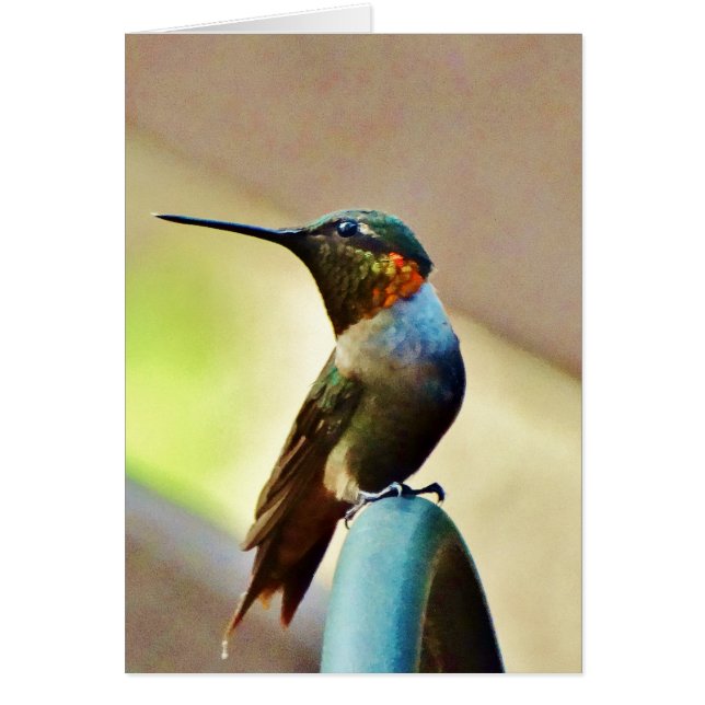 Ruby und Grüner kleiner Hummingbird (Vorne)