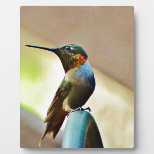 Ruby und Grüner kleiner Hummingbird Fotoplatte