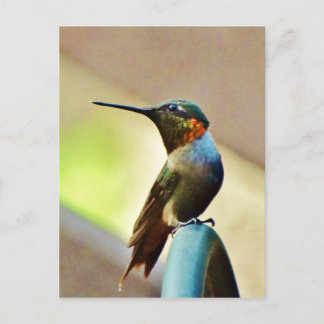 Ruby und Grüner kleiner Hummingbird Postkarte