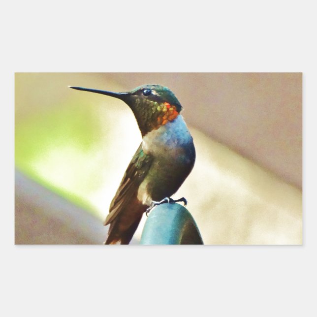 Ruby und Grüner kleiner Hummingbird Rechteckiger Aufkleber (Vorderseite)