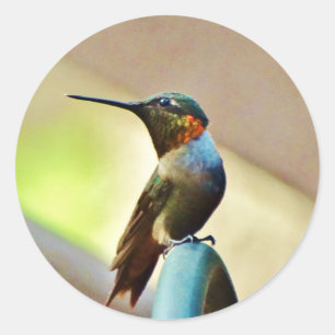 Ruby und Grüner kleiner Hummingbird Runder Aufkleber