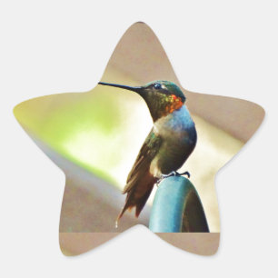 Ruby und Grüner kleiner Hummingbird Stern-Aufkleber