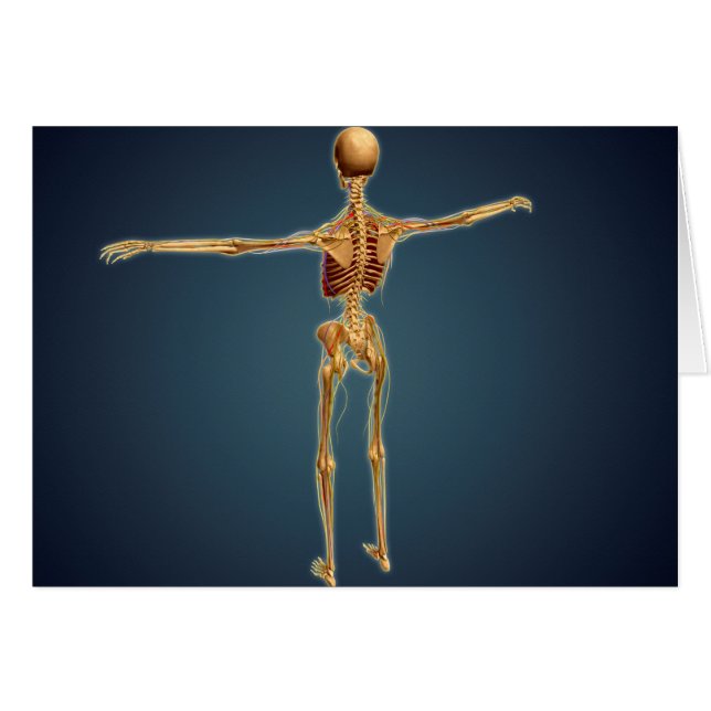 Rückansicht des menschlichen Skeletts mit Nervensy (Vorderseite (Horizontal))